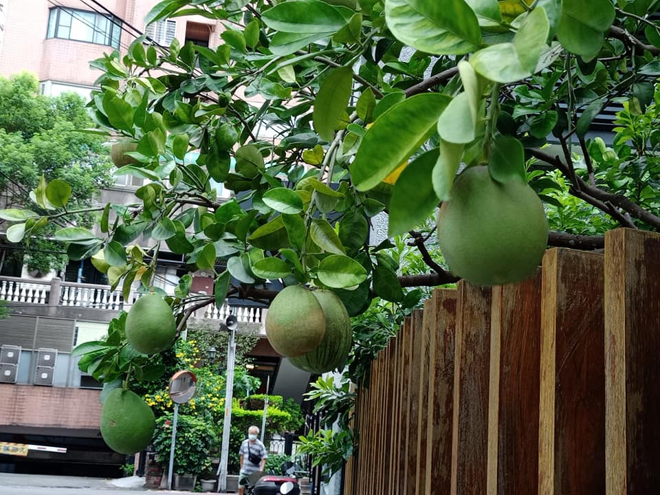 看柚子樹結果實