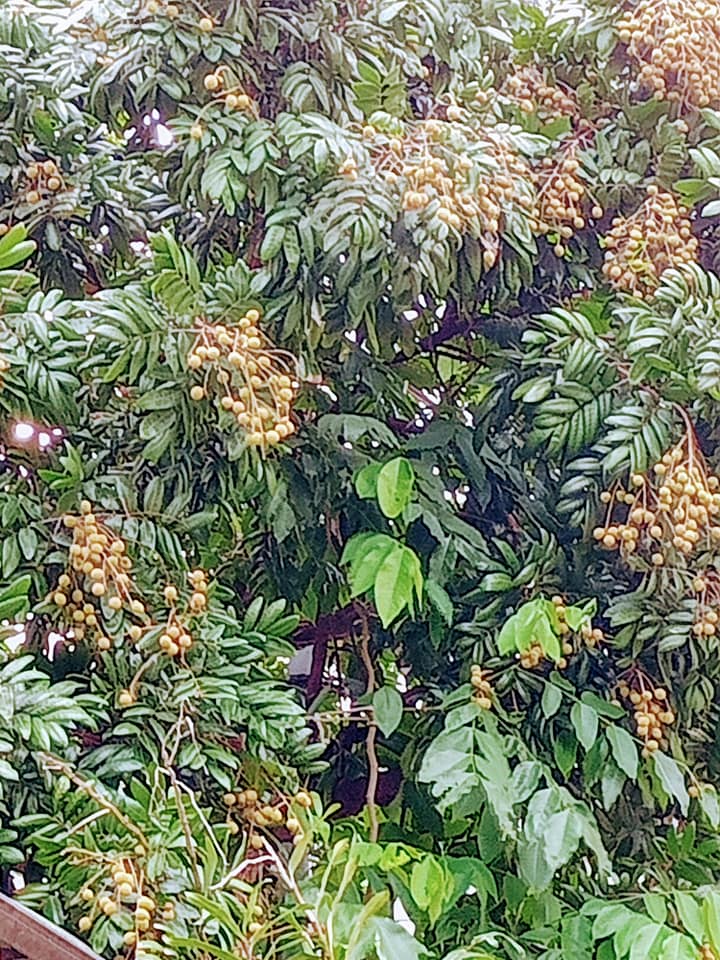 龍眼怎是荔枝奴