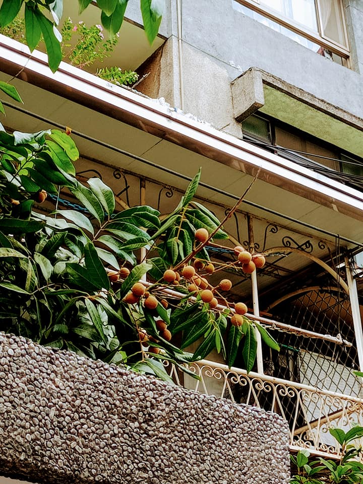 龍眼怎是荔枝奴