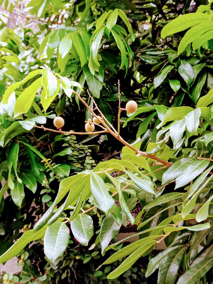 龍眼怎是荔枝奴