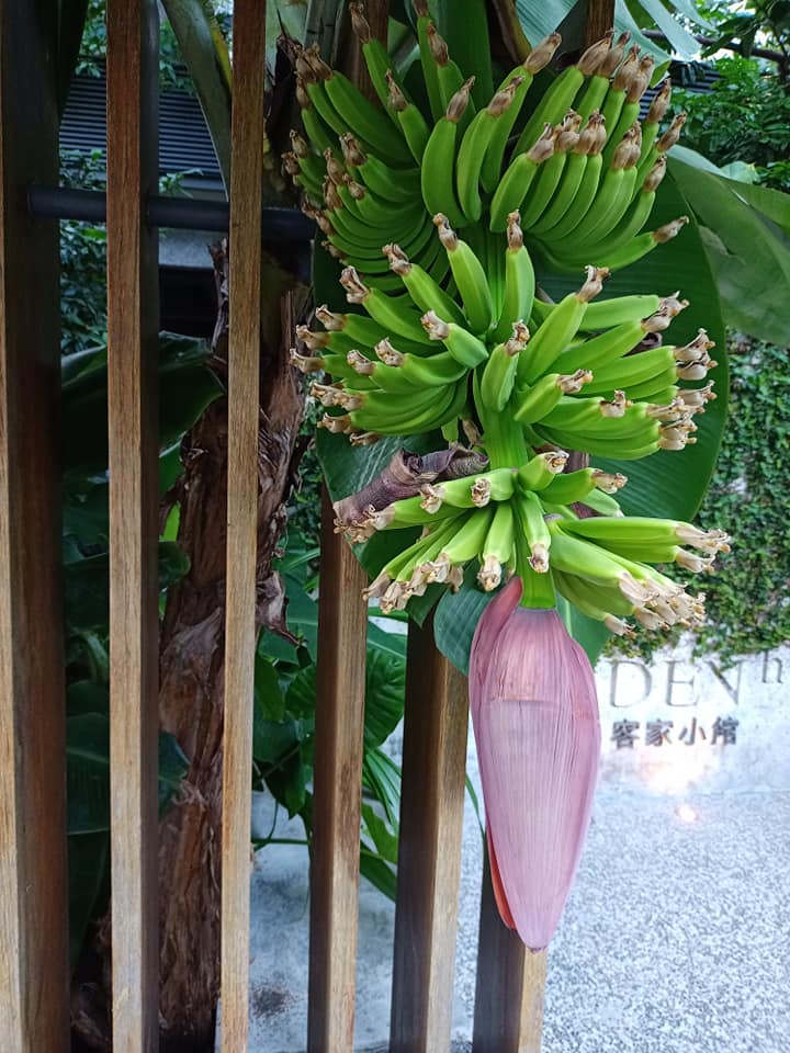 香蕉成串搶解封