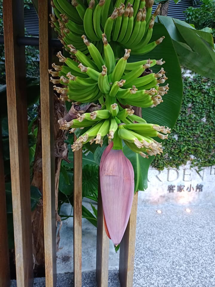 香蕉成串搶解封