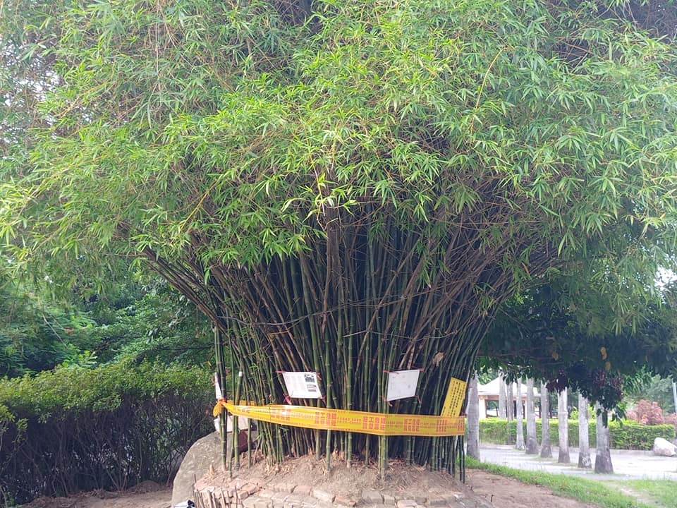 竹叢無辜被封鎖