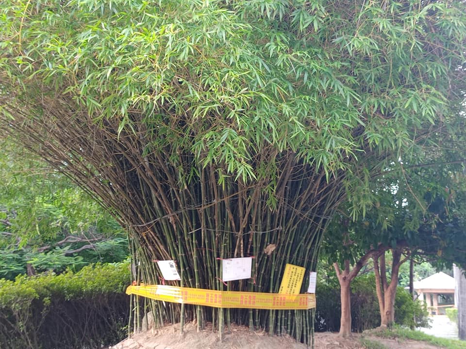 竹叢無辜被封鎖