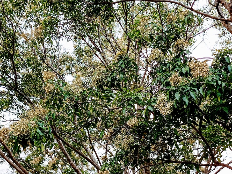 植物界的台灣之光