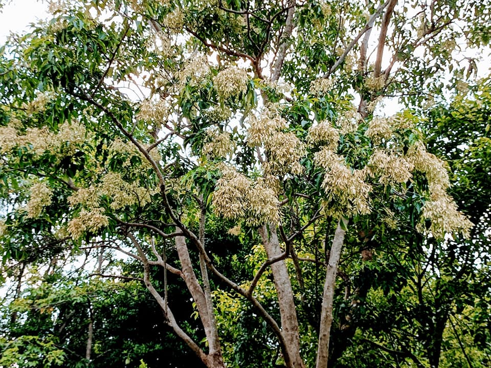 植物界的台灣之光
