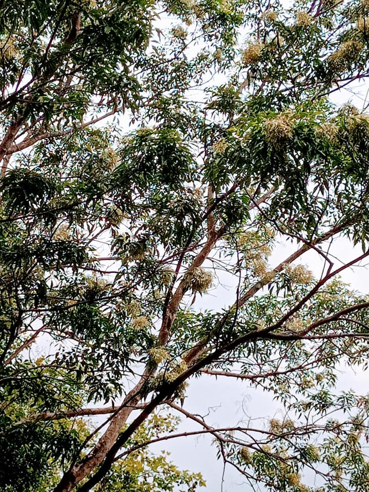 植物界的台灣之光