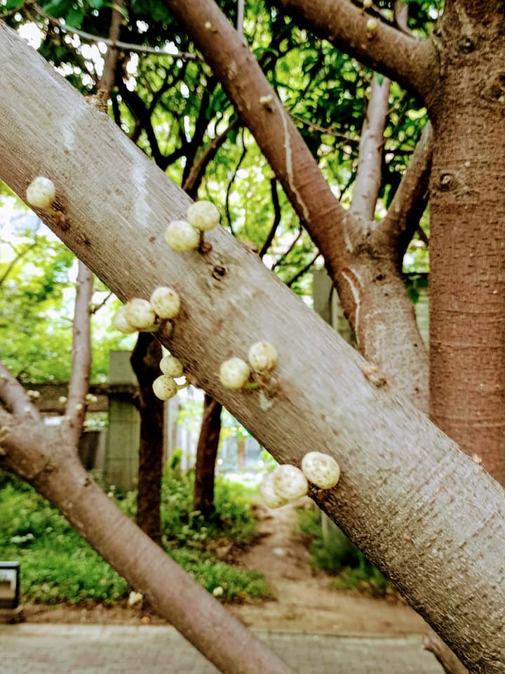 筆管榕怎長白菇