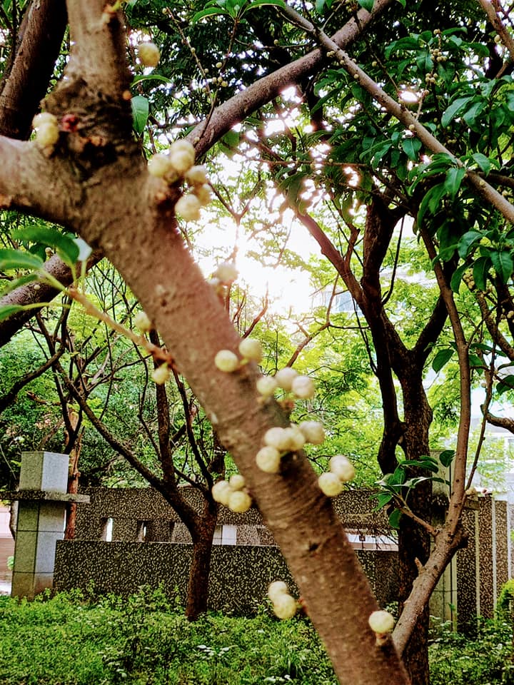 筆管榕怎長白菇