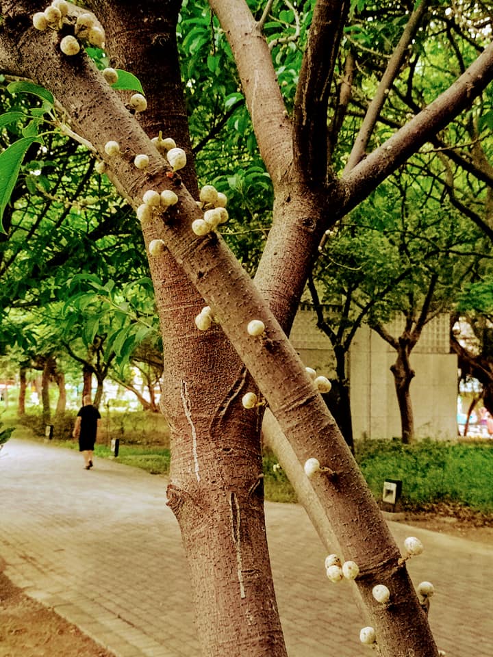 筆管榕怎長白菇