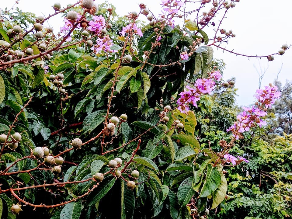 八月紫氣沖天 (3/3)