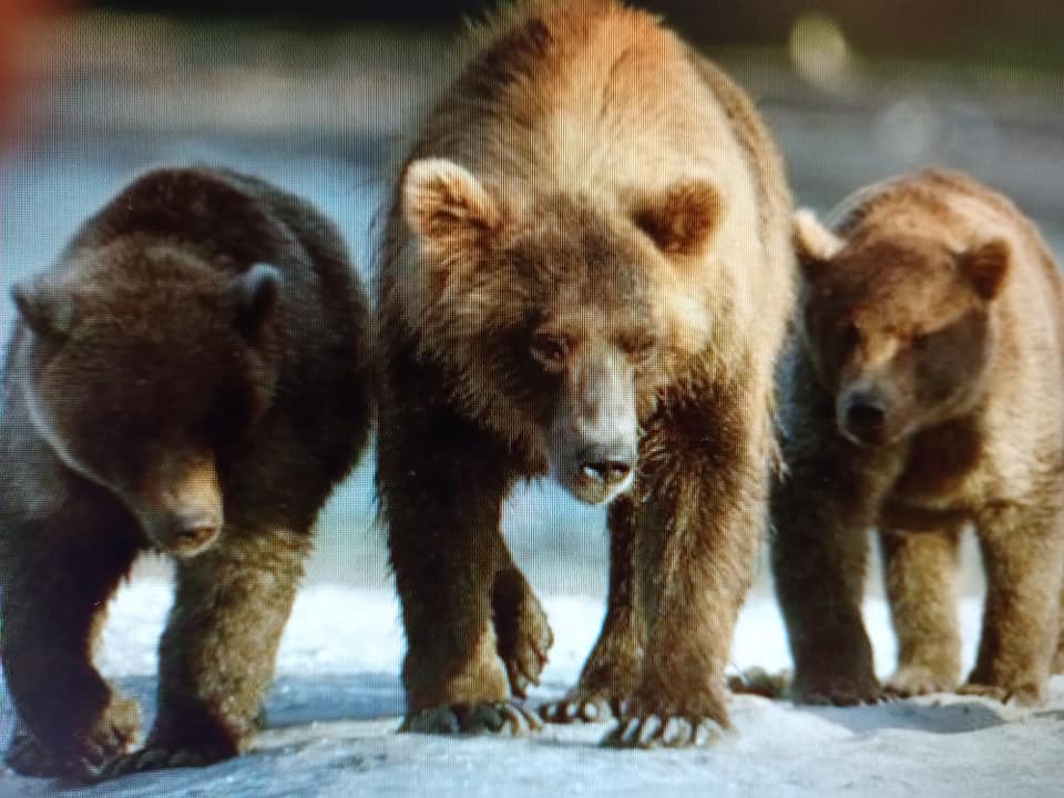 熊比印地安人自由