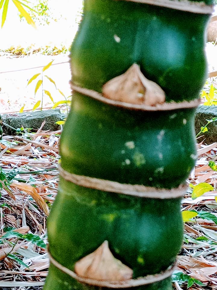 看葫蘆龍頭竹養志