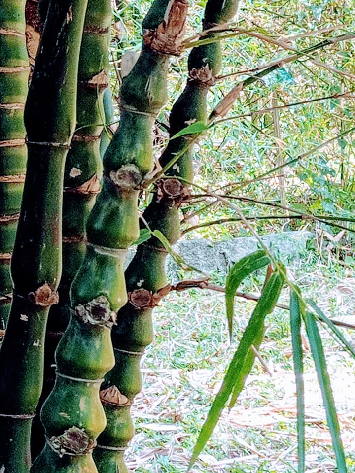 看葫蘆龍頭竹養志