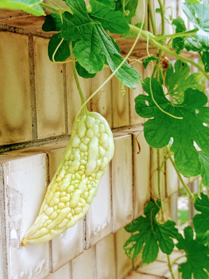 白玉苦瓜也有出牆時