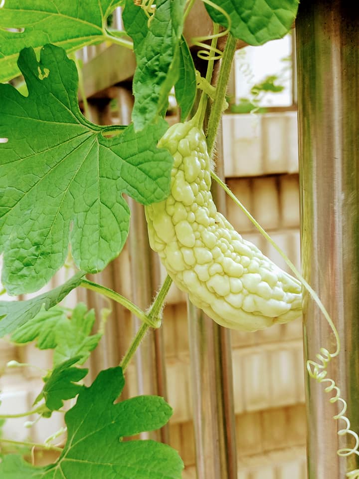 白玉苦瓜也有出牆時