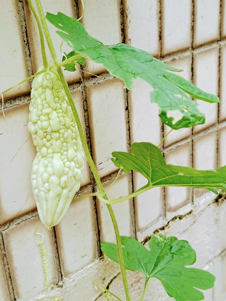 白玉苦瓜也有出牆時