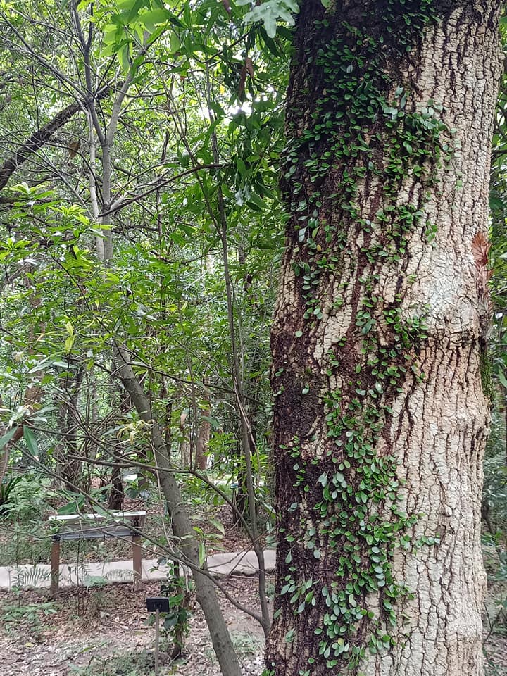 喜樹，見者大喜