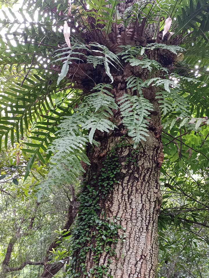 喜樹，見者大喜