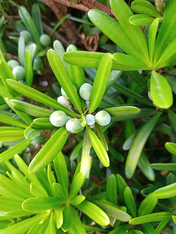 羅漢松開花結果