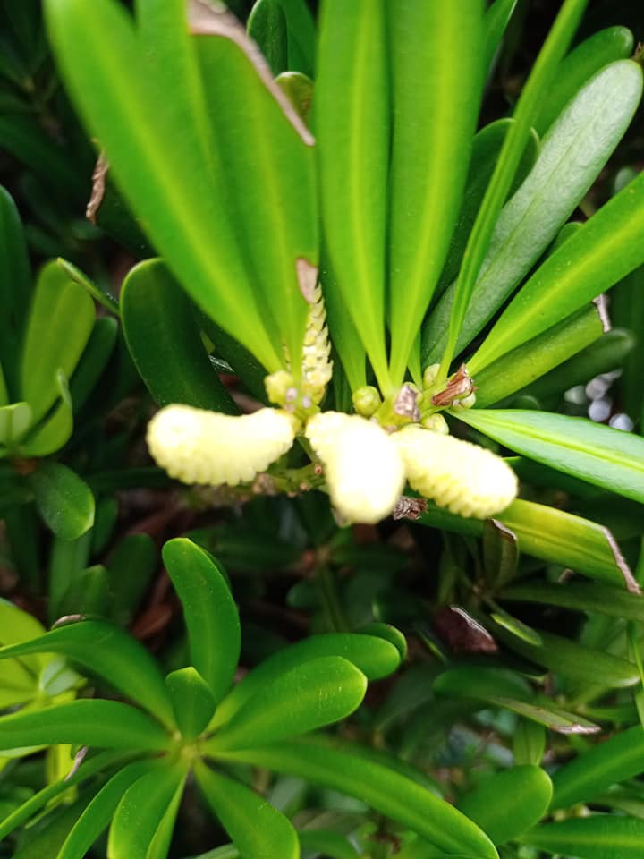 羅漢松開花結果