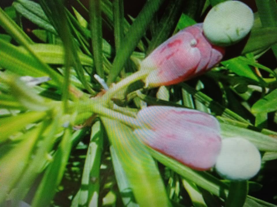 羅漢松開花結果