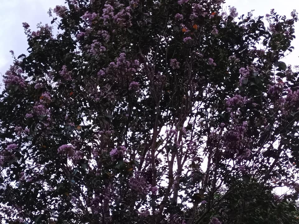 紫薇花開滿樹紅