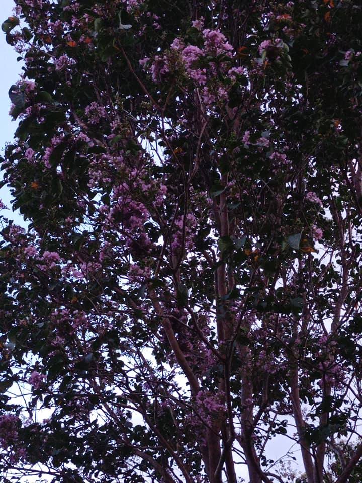 紫薇花開滿樹紅