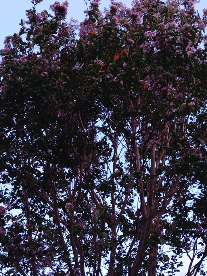 紫薇花開滿樹紅