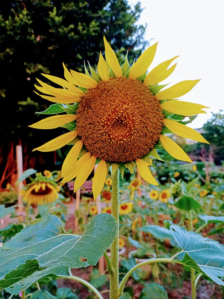 給向日葵按個讚