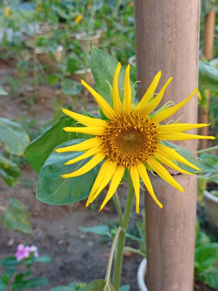 給向日葵按個讚