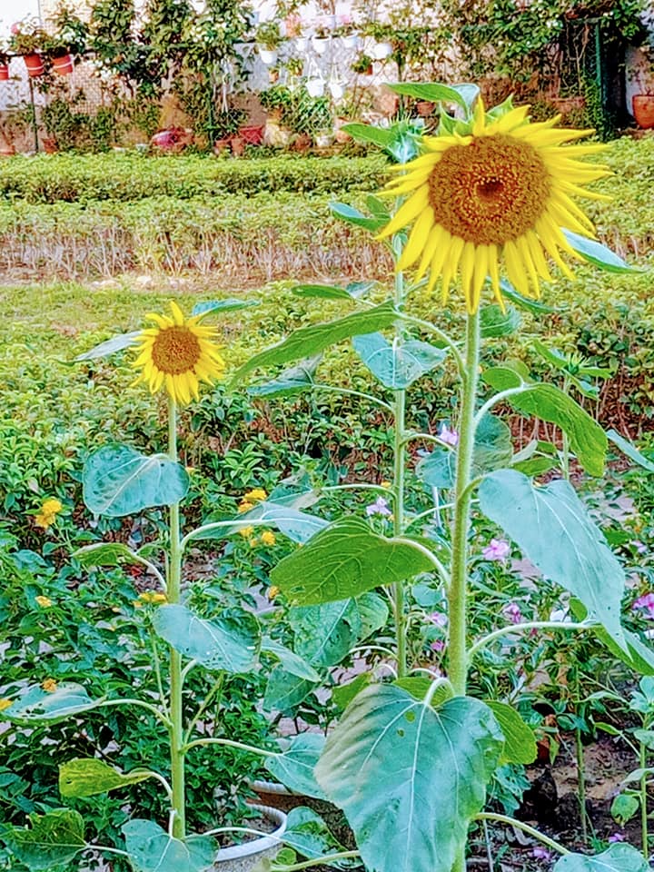 給向日葵按個讚