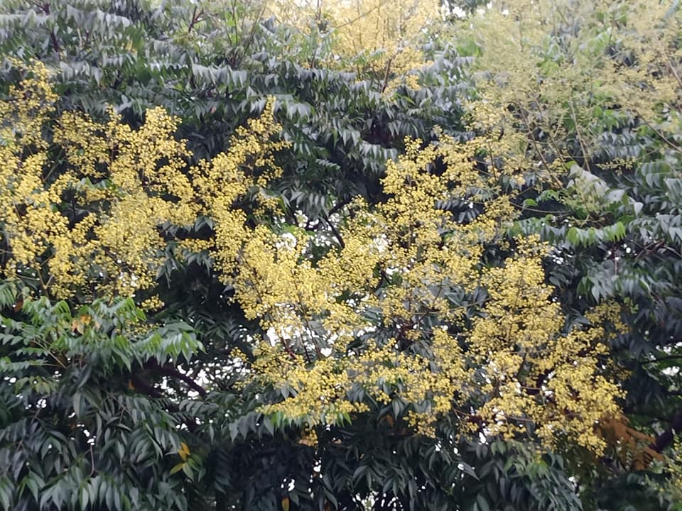 黃金花雲捲枝頭