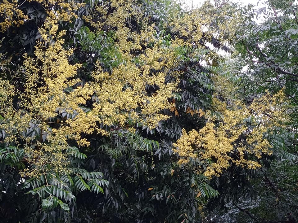 黃金花雲捲枝頭