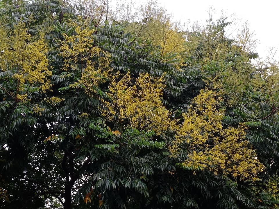 黃金花雲捲枝頭