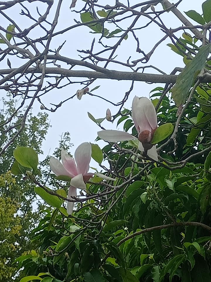 中秋開花不對時