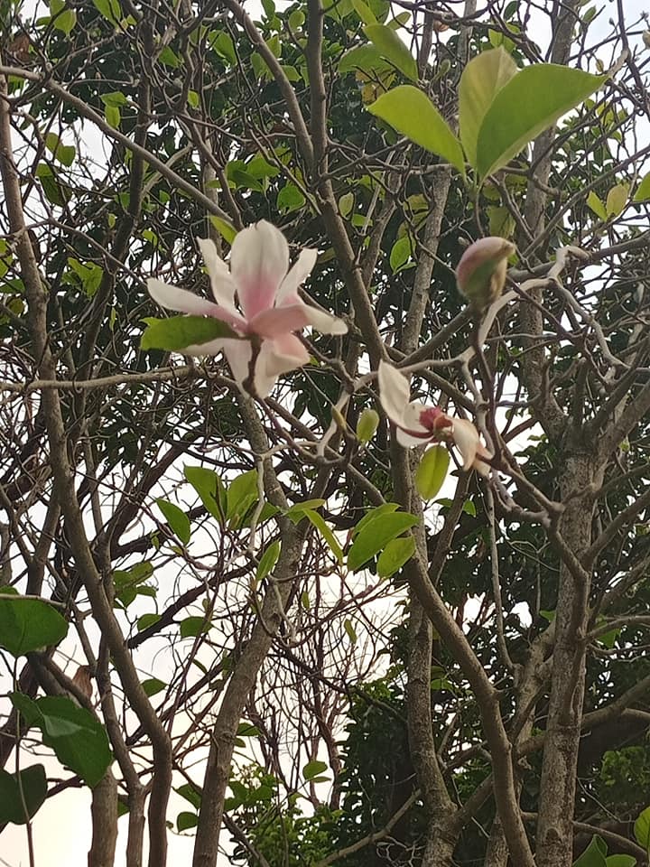 中秋開花不對時