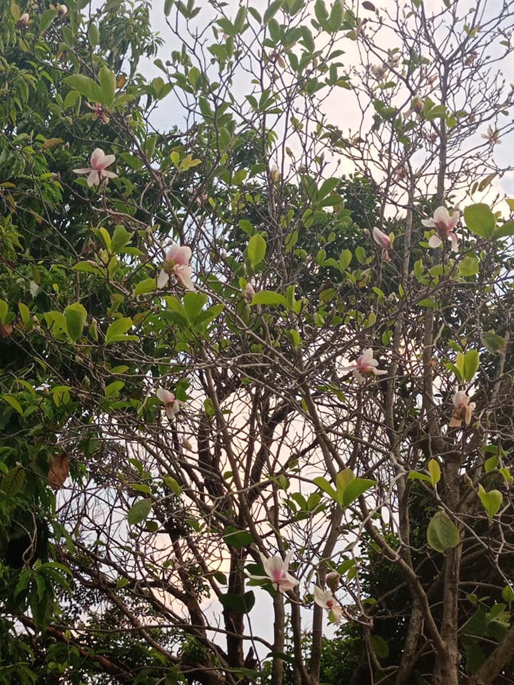 中秋開花不對時