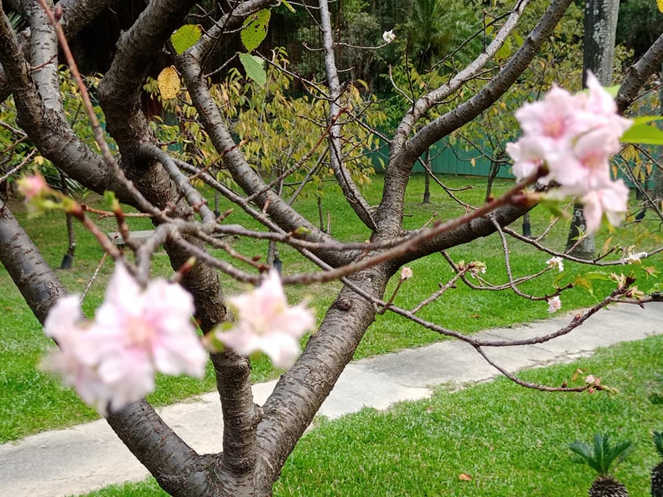 櫻花亂開？莫非有異象