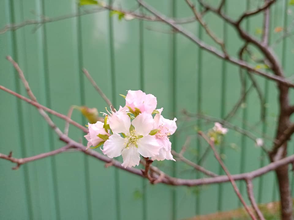 櫻花亂開？莫非有異象