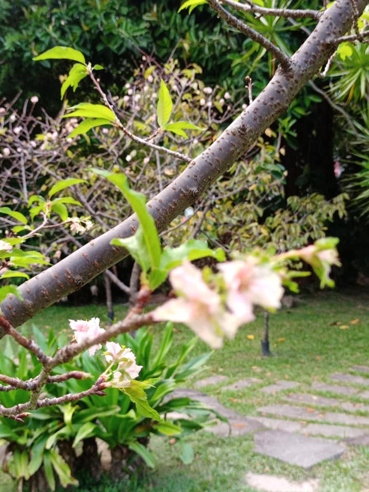 櫻花亂開？莫非有異象