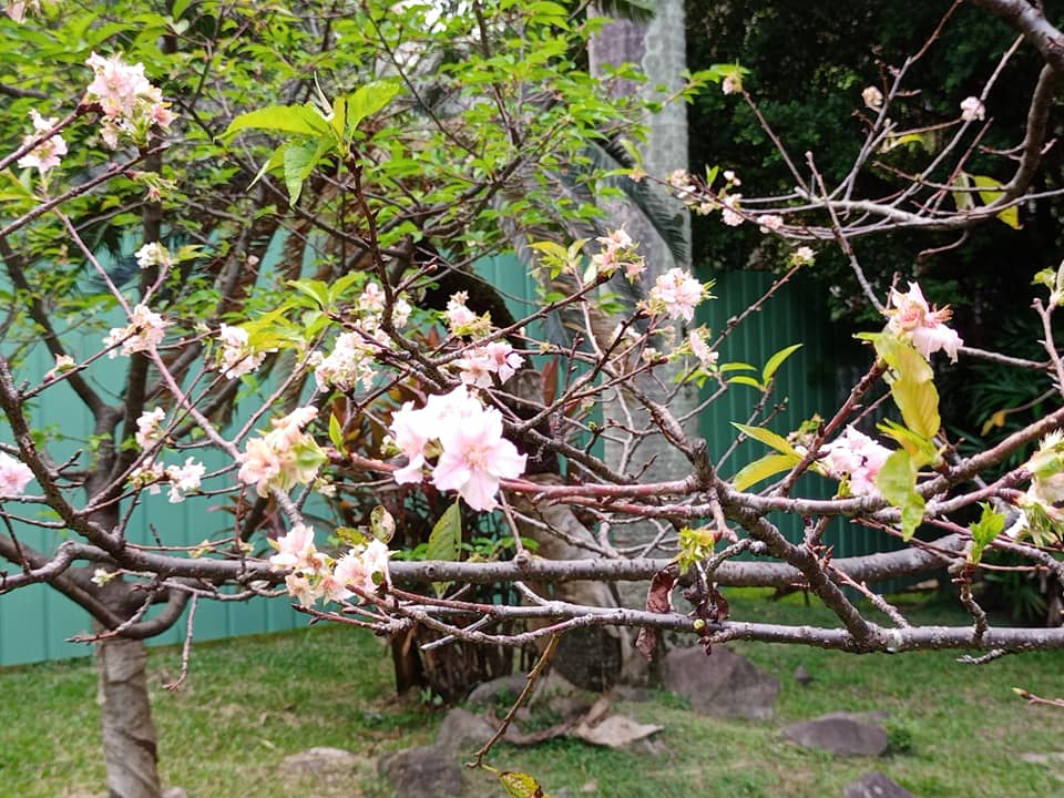 櫻花亂開？莫非有異象
