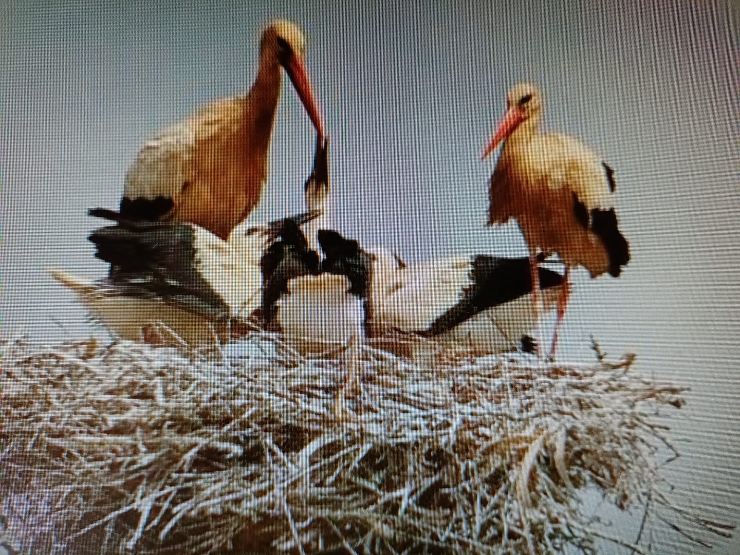 “送子鳥”嬰兒潮