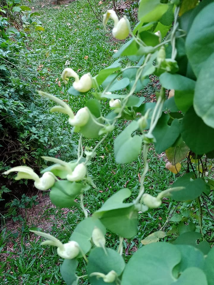 “思想者的花”