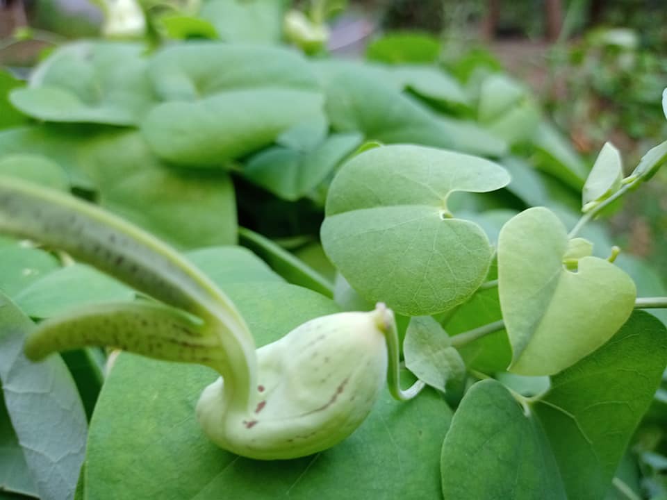 “思想者的花”