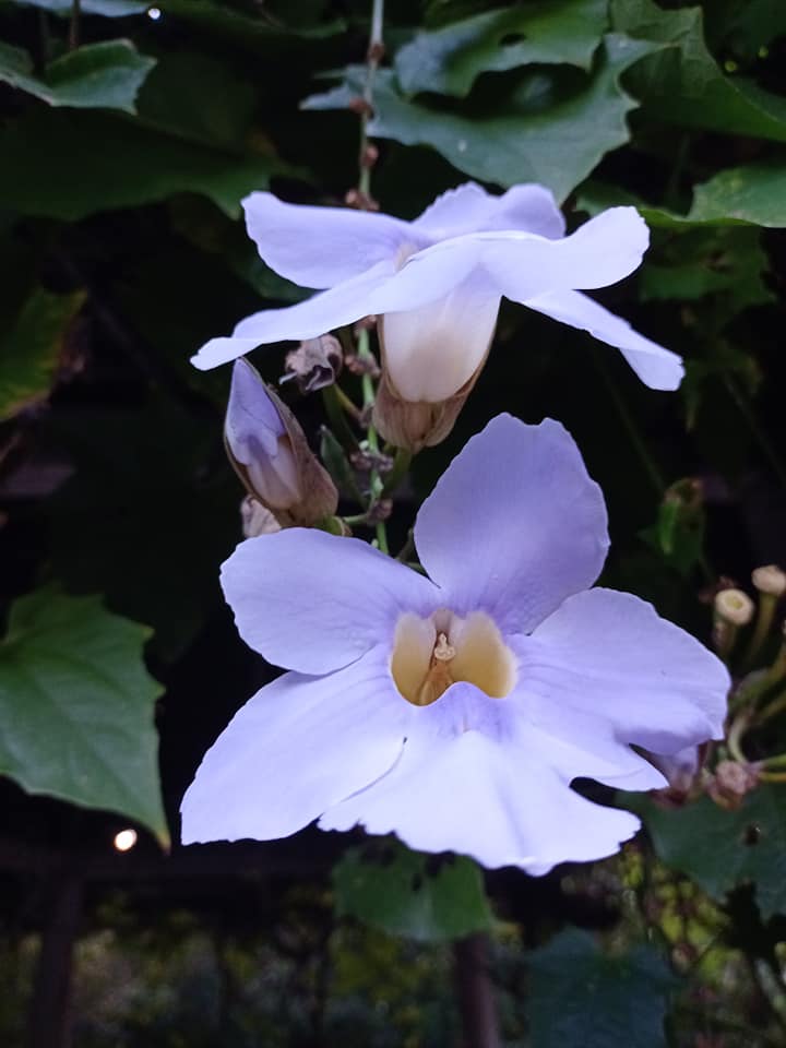 一見鍾情大鄧伯花