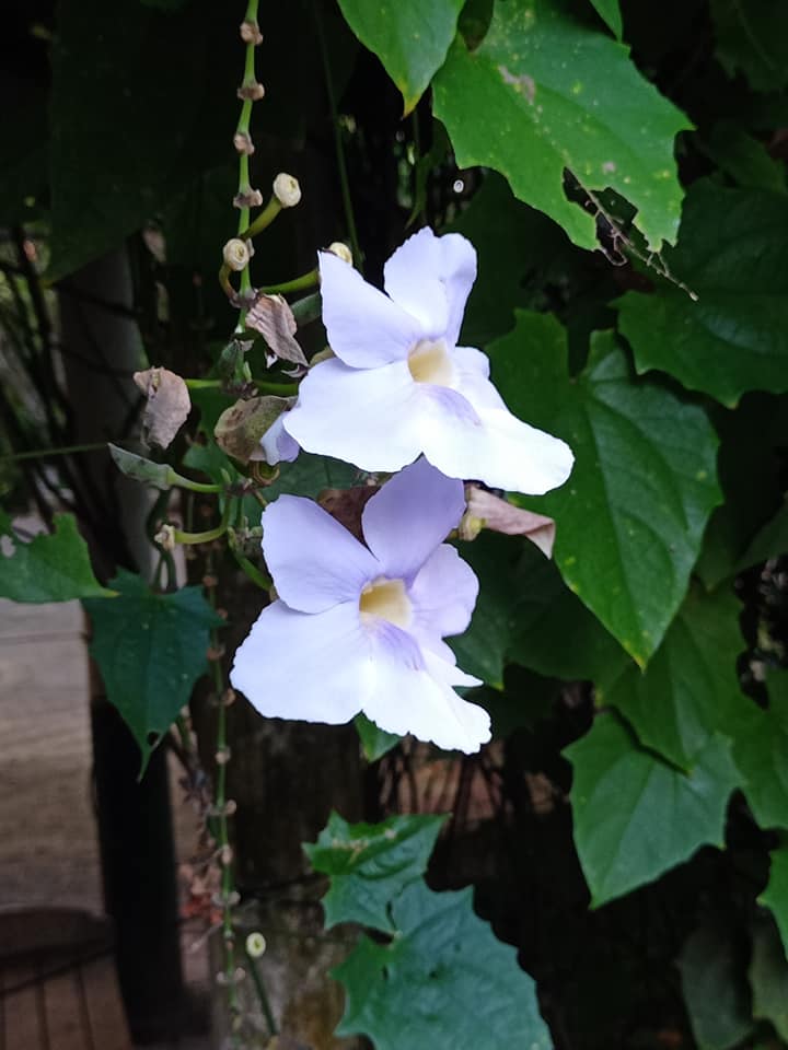 一見鍾情大鄧伯花