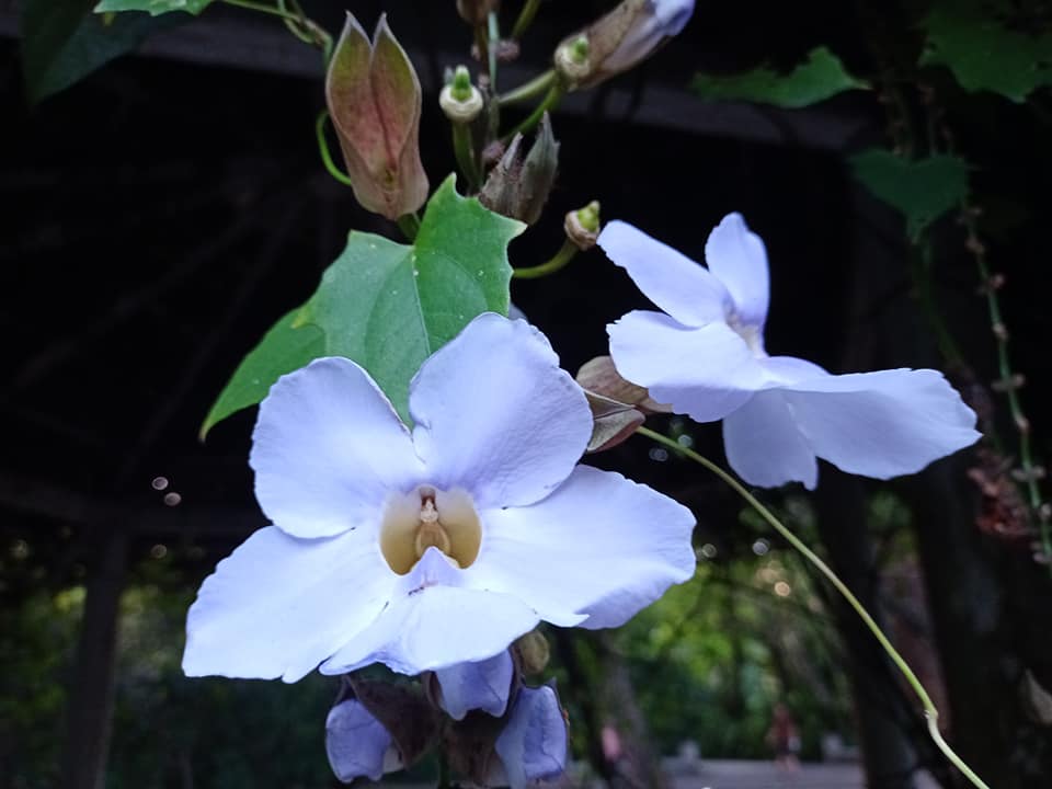 一見鍾情大鄧伯花