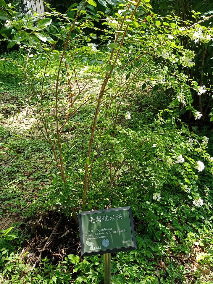 是植物，不是食物