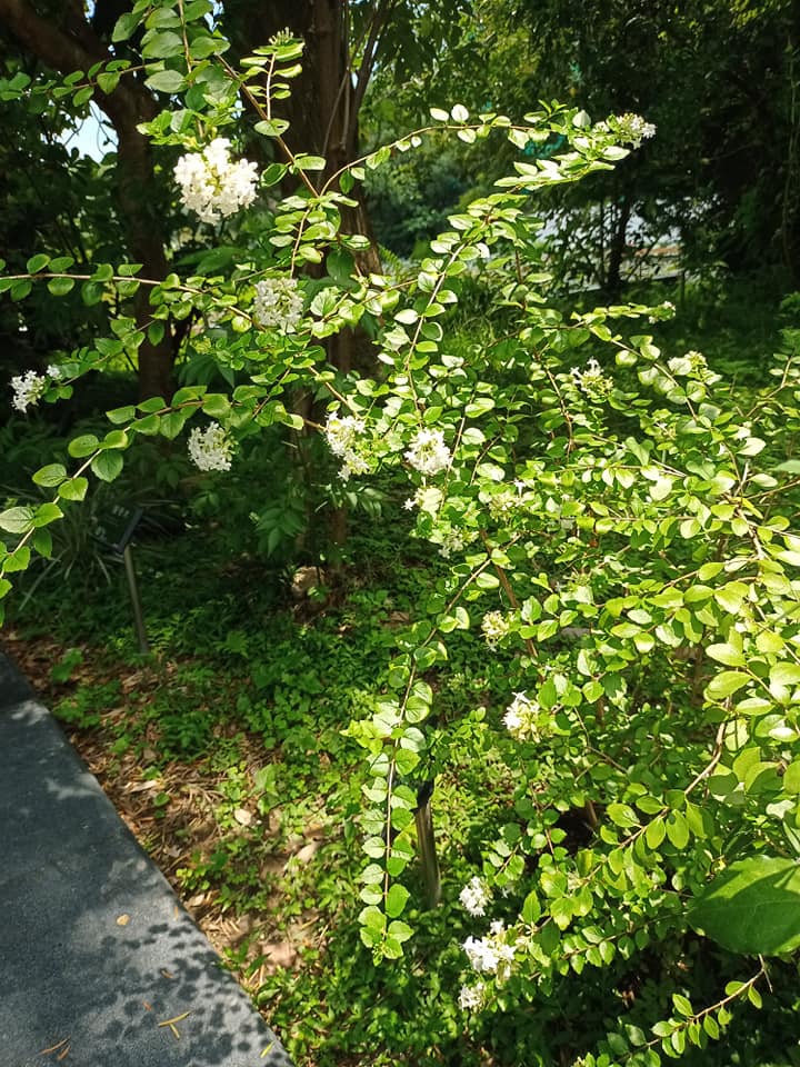 是植物，不是食物